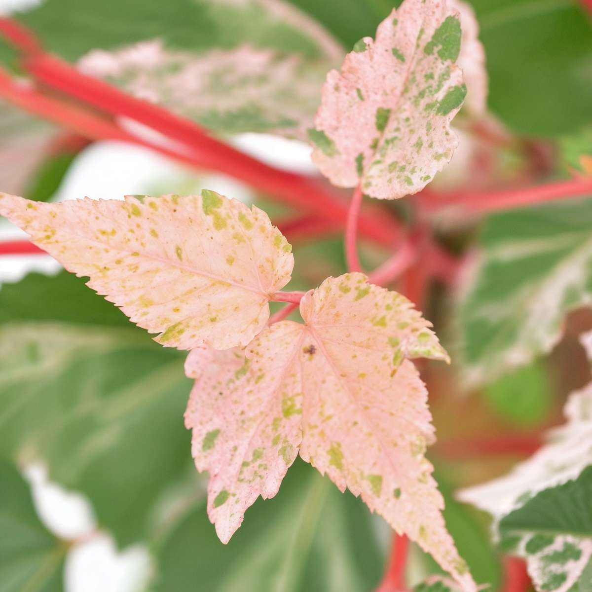 Japanese maple - Acer conspicuum 'Red Flamingo' - Height 50-60cm - ⌀19cm