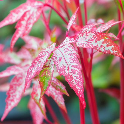 Japanese maple - Acer conspicuum 'Red Flamingo' - Height 50-60cm - ⌀19cm