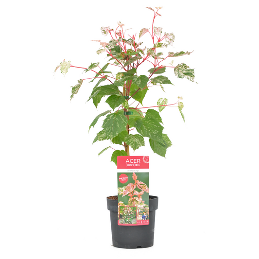 Japanese maple - Acer conspicuum 'Red Flamingo' - Height 50-60cm - ⌀19cm