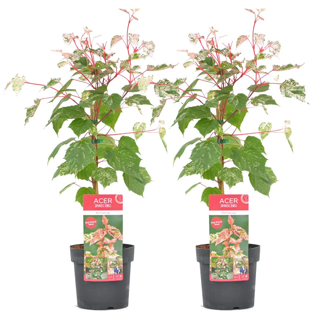 Japanese maple - 2 pcs. - Acer conspicuum 'Red Flamingo' - H50-60cm - ⌀19cm