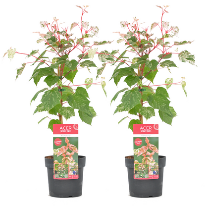 Japanese maple - 2 pcs. - Acer conspicuum 'Red Flamingo' - H50-60cm - ⌀19cm