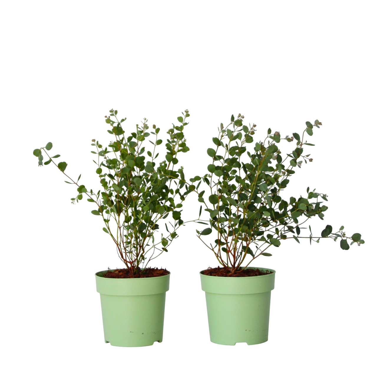 Gum bush - 2 pcs. - Eucalyptus 'Botanic Hearts' - Height 35-45cm - ⌀15cm