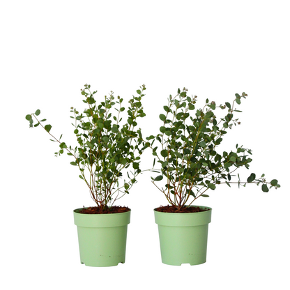 Gum bush - 2 pcs. - Eucalyptus 'Botanic Hearts' - Height 35-45cm - ⌀15cm
