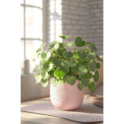 Gum bush - 2 pcs. - Eucalyptus 'Botanic Hearts' - Height 35-45cm - ⌀15cm