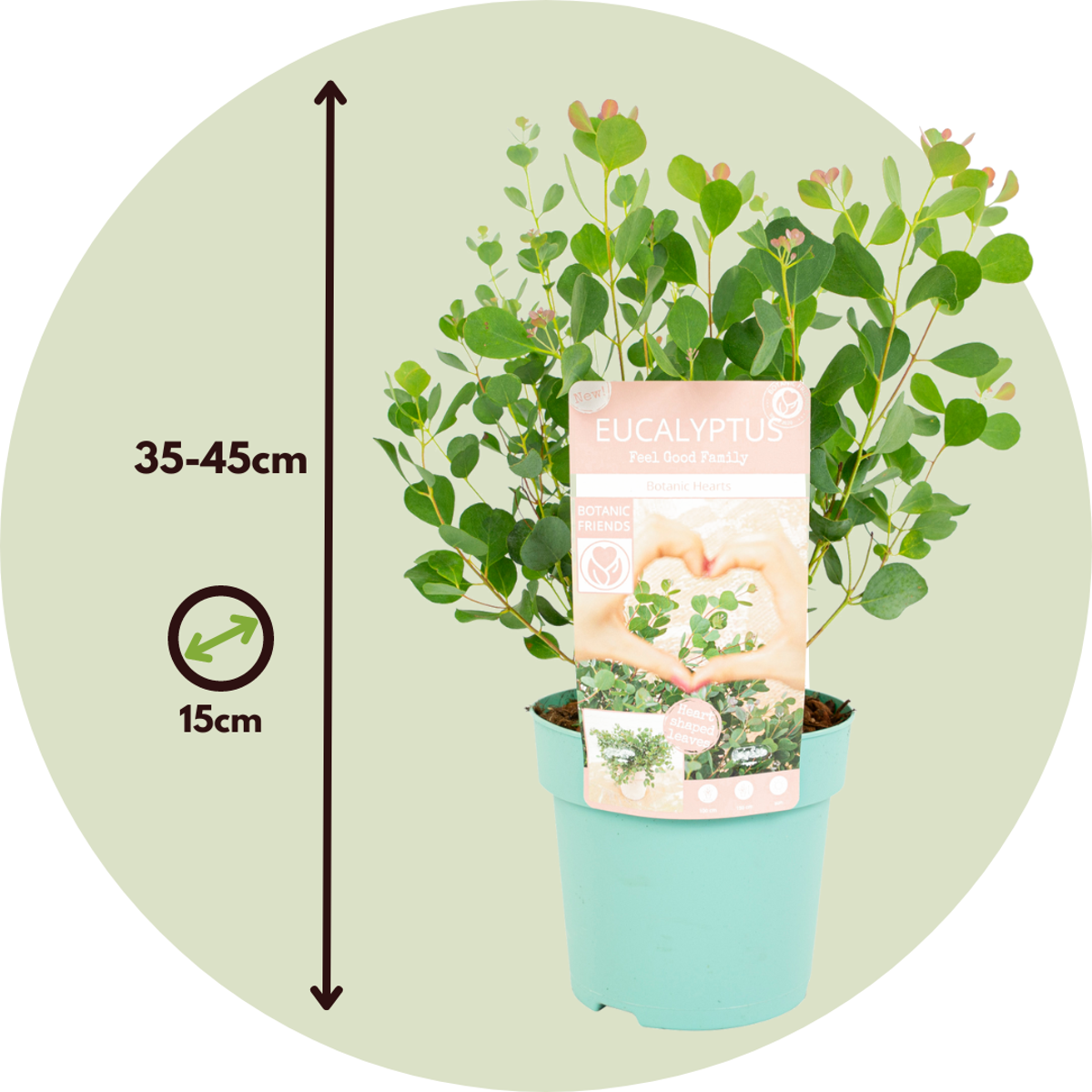 Gum bush - 2 pcs. - Eucalyptus 'Botanic Hearts' - Height 35-45cm - ⌀15cm