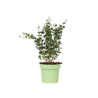 Gum bush - Eucalyptus websteriana 'Botanic Hearts' - Height 40-50cm - ⌀15cm