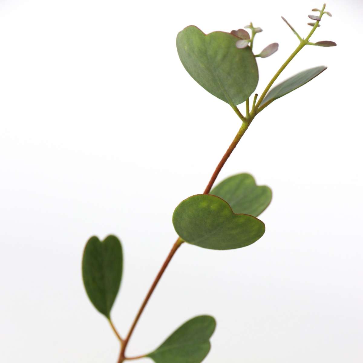 Gum bush - 2 pcs. - Eucalyptus 'Botanic Hearts' - Height 40-50cm - ⌀15cm