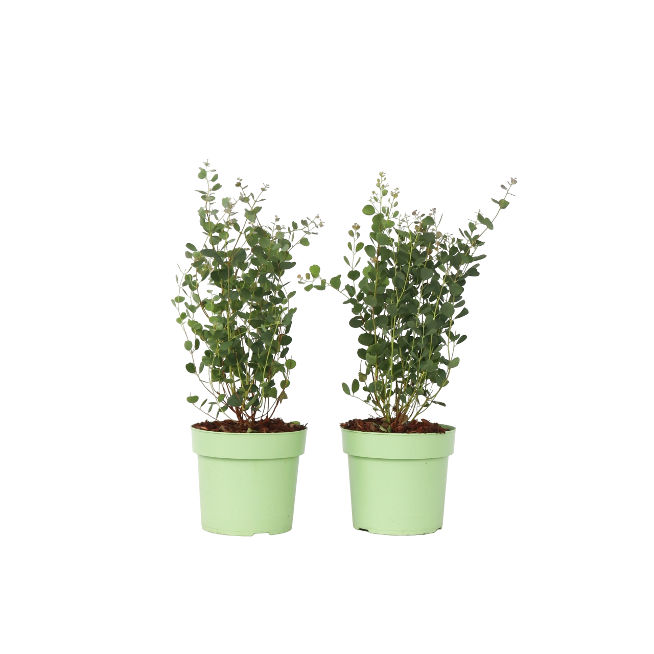 Gum bush - 2 pcs. - Eucalyptus 'Botanic Hearts' - Height 40-50cm - ⌀15cm