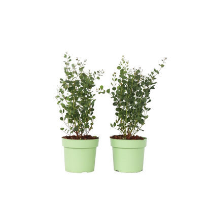 Gum bush - 2 pcs. - Eucalyptus 'Botanic Hearts' - Height 40-50cm - ⌀15cm