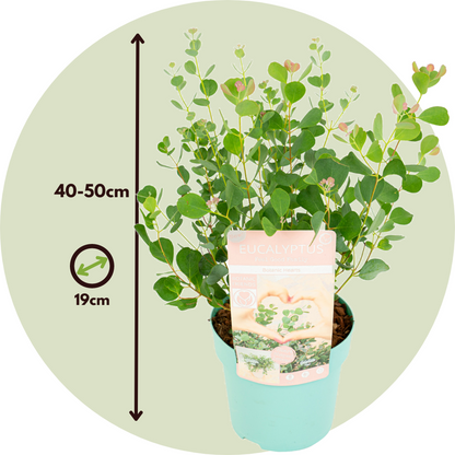 Gum bush - 2 pcs. - Eucalyptus 'Botanic Hearts' - Height 40-50cm - ⌀15cm