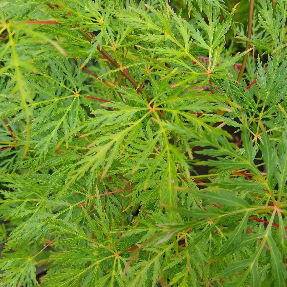 Japanese maple - 2 pcs. - Acer palmatum 'Emerald Lace' - Height 60-70cm - ⌀19cm