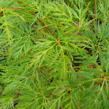 Japanese maple - 2 pcs. - Acer palmatum 'Emerald Lace' - Height 60-70cm - ⌀19cm