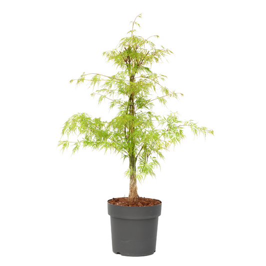 Japanese maple - Acer palmatum 'Emerald Lace' - Height 60-70cm - ⌀19cm