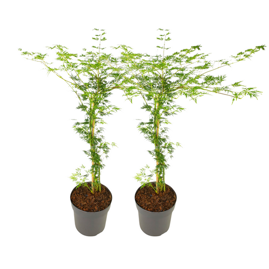 Japanese maple - 2 pcs. - Acer palmatum 'Emerald Lace' - Height 60-70cm - ⌀19cm