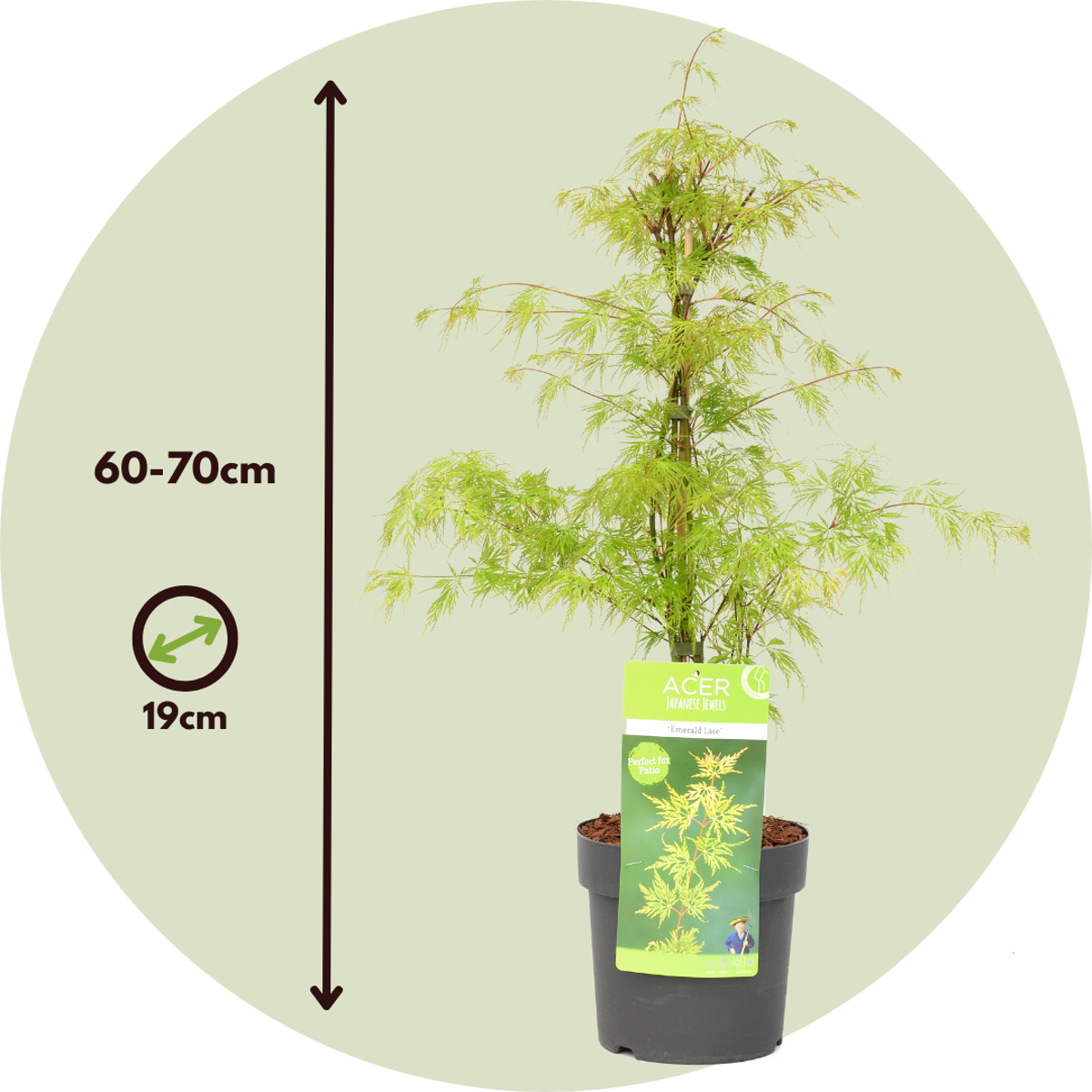 Japanese maple - 2 pcs. - Acer palmatum 'Emerald Lace' - Height 60-70cm - ⌀19cm