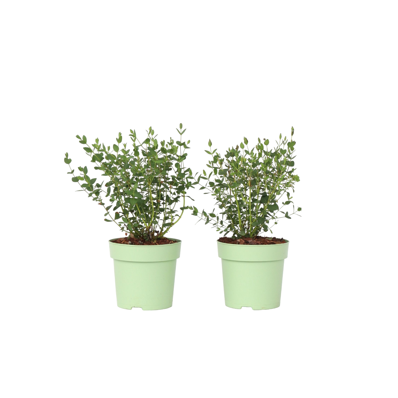 Gum bush - 2 pcs. - Eucalyptus parvifolia 'Oliva' - Height 35-45cm - ⌀15cm