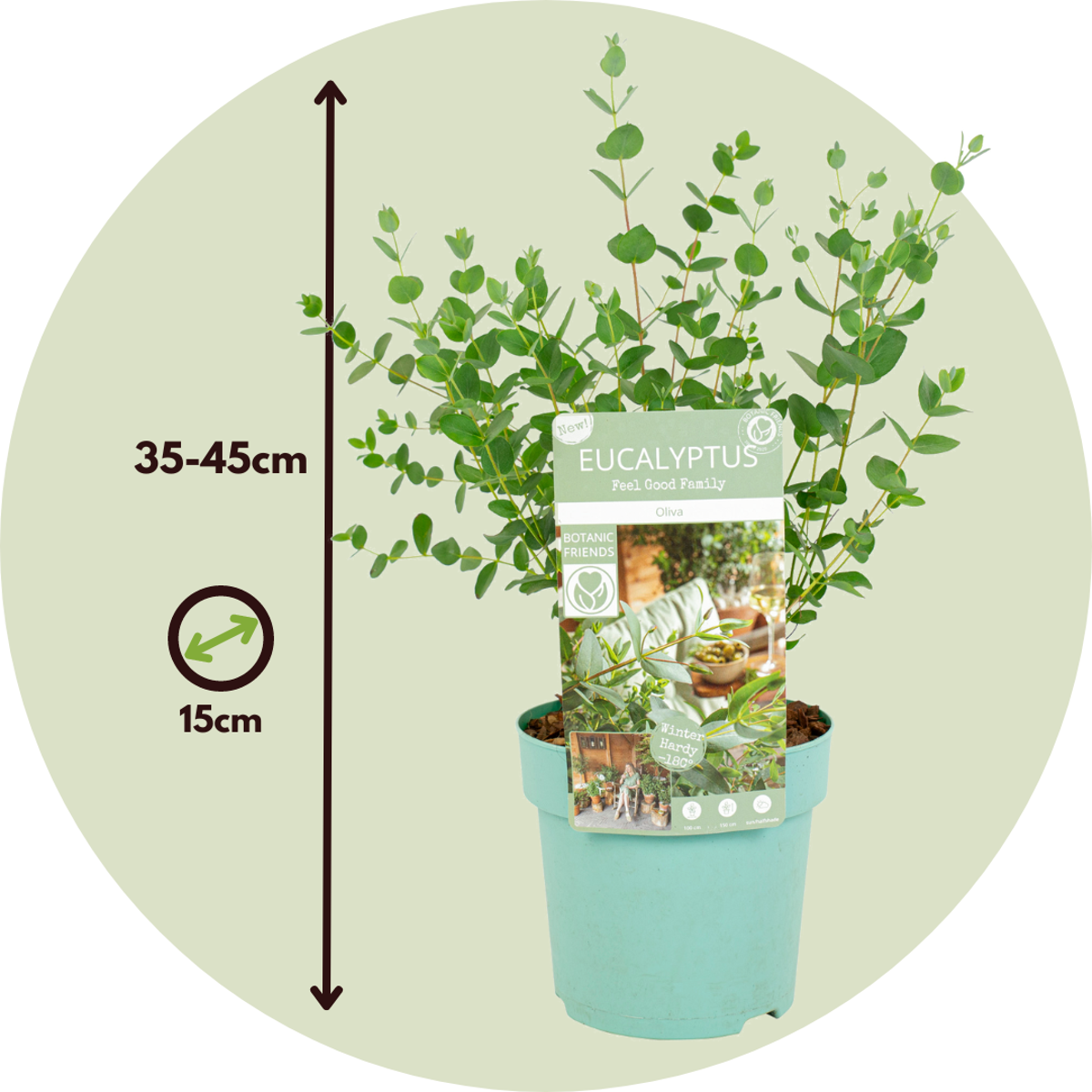 Gum bush - 2 pcs. - Eucalyptus parvifolia 'Oliva' - Height 35-45cm - ⌀15cm