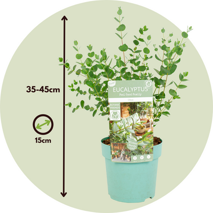 Gum bush - 2 pcs. - Eucalyptus parvifolia 'Oliva' - Height 35-45cm - ⌀15cm