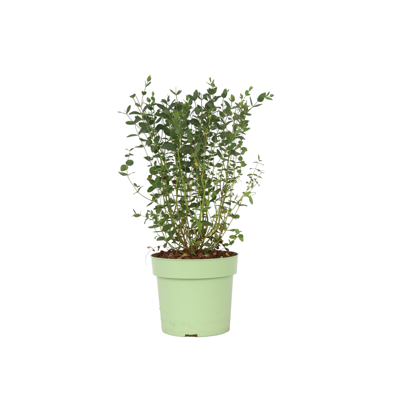 Gum bush - Eucalyptus parvifolia 'Oliva' - Height 40-50cm - ⌀19cm