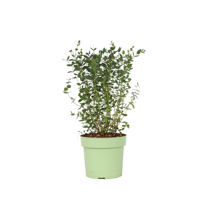 Gum bush - Eucalyptus parvifolia 'Oliva' - Height 40-50cm - ⌀19cm