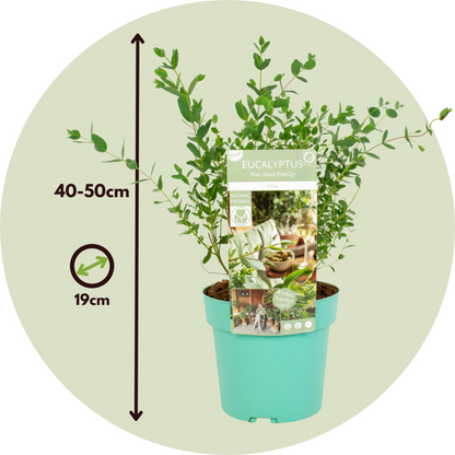 Gum bush - Eucalyptus parvifolia 'Oliva' - Height 40-50cm - ⌀19cm