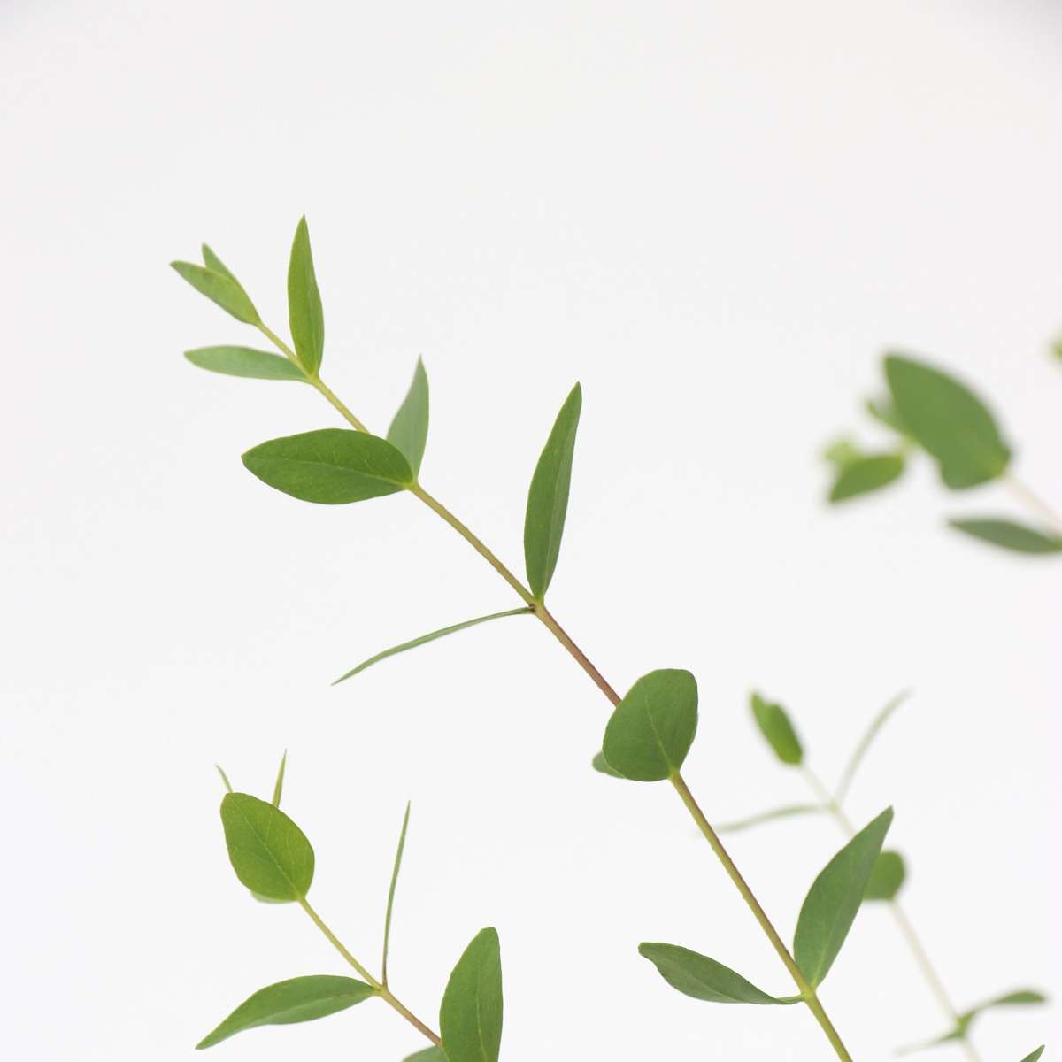 Gum bush - 2 pcs. - Eucalyptus parvifolia 'Oliva' - Height 40-50cm - ⌀19cm