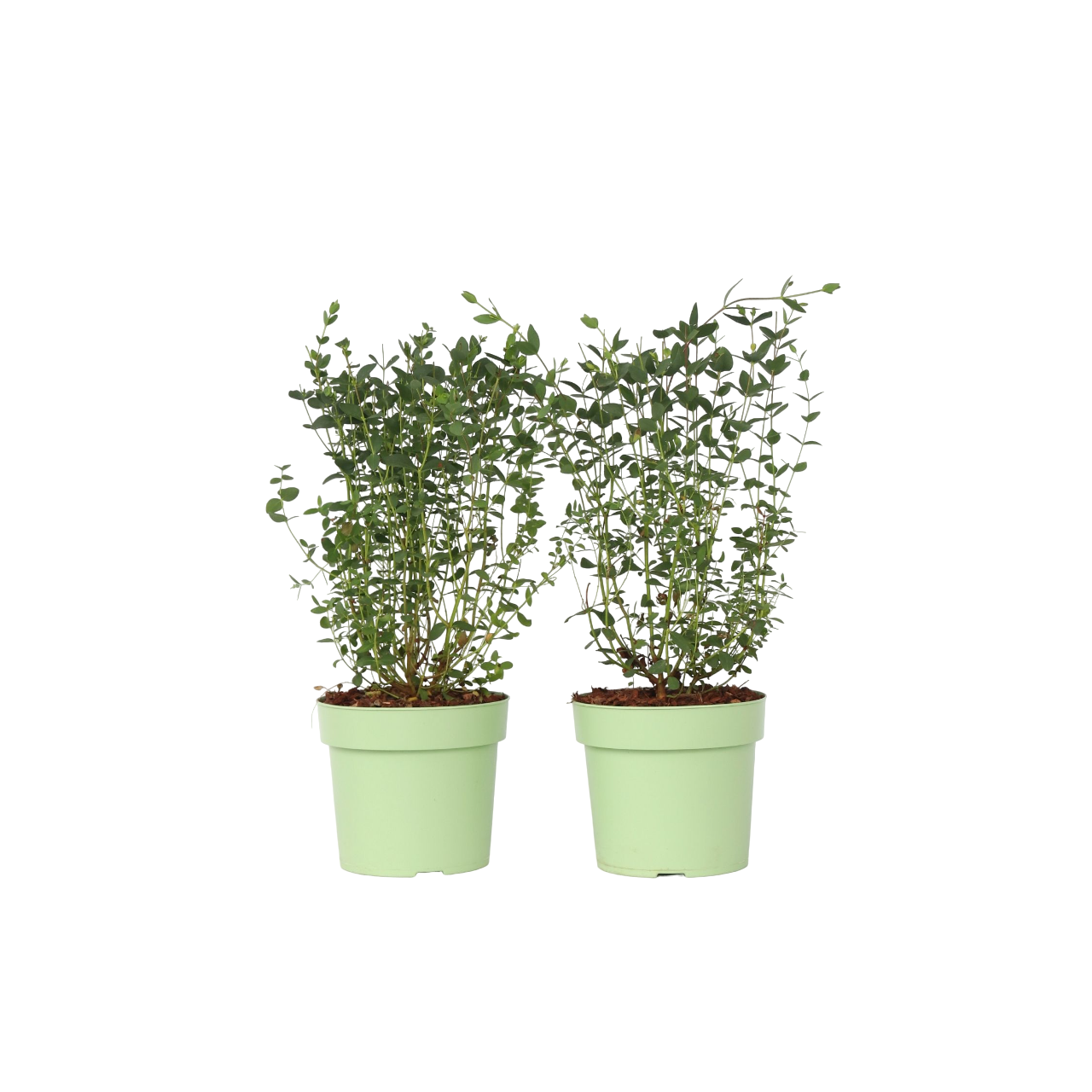 Gum bush - 2 pcs. - Eucalyptus parvifolia 'Oliva' - Height 40-50cm - ⌀19cm