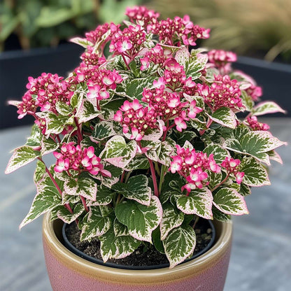 Hortensia - Hydrangea serrata 'Euphorbia Pink' - Height 40-50cm - ⌀19cm
