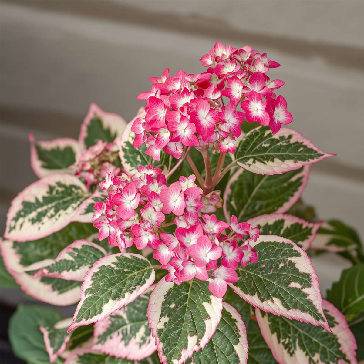 Hortensia - Hydrangea serrata 'Euphorbia Pink' - Height 40-50cm - ⌀19cm