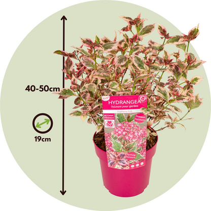 Hortensia - Hydrangea serrata 'Euphorbia Pink' - Height 40-50cm - ⌀19cm