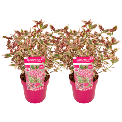 Hortensia - 2 pcs. - Hydrangea serrata 'Euphorbia Pink' - Height 40-50cm - ⌀19cm