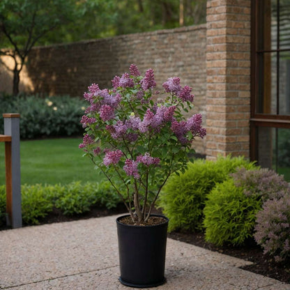 Lilac - Syringa 'Bloomerang' - Height 55-65cm - ⌀19cm