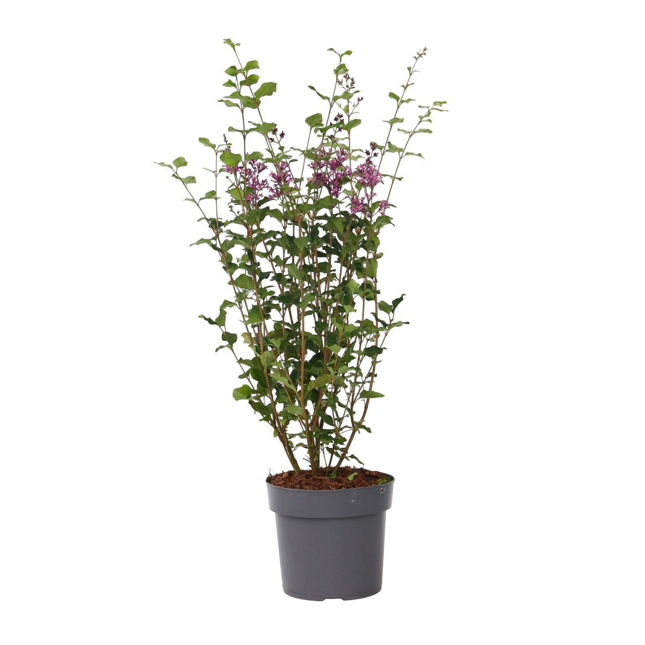 Lilac - Syringa 'Bloomerang' - Height 55-65cm - ⌀19cm