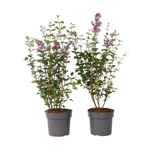 Lilac - 2 pcs. - Syringa 'Bloomerang' - Height 55-65cm - ⌀19cm