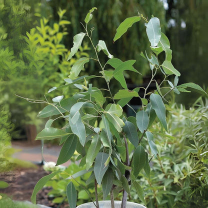 Gum bush - 2 pcs. - Eucalyptus 'Citriodora' - Height 40-50cm - ⌀19cm