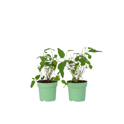 Gum bush - 2 pcs. - Eucalyptus 'Citriodora' - Height 35-45cm - ⌀15cm