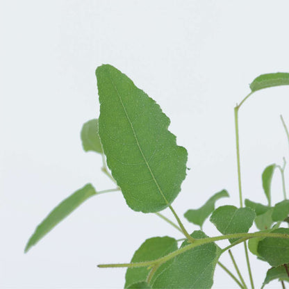 Gum bush - Eucalyptus 'Citriodora' - Height 40-50cm - ⌀19cm