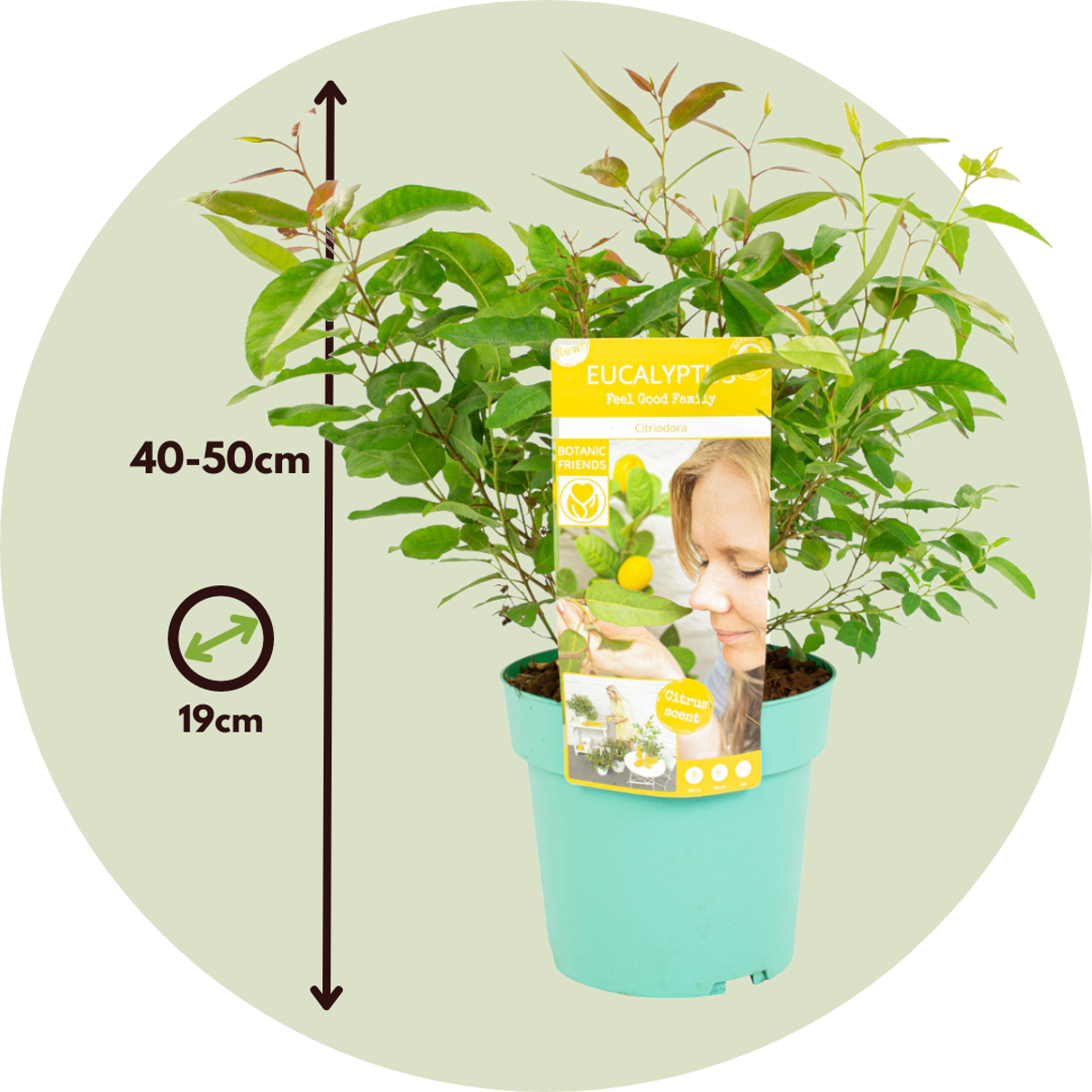 Gum bush - 2 pcs. - Eucalyptus 'Citriodora' - Height 40-50cm - ⌀19cm