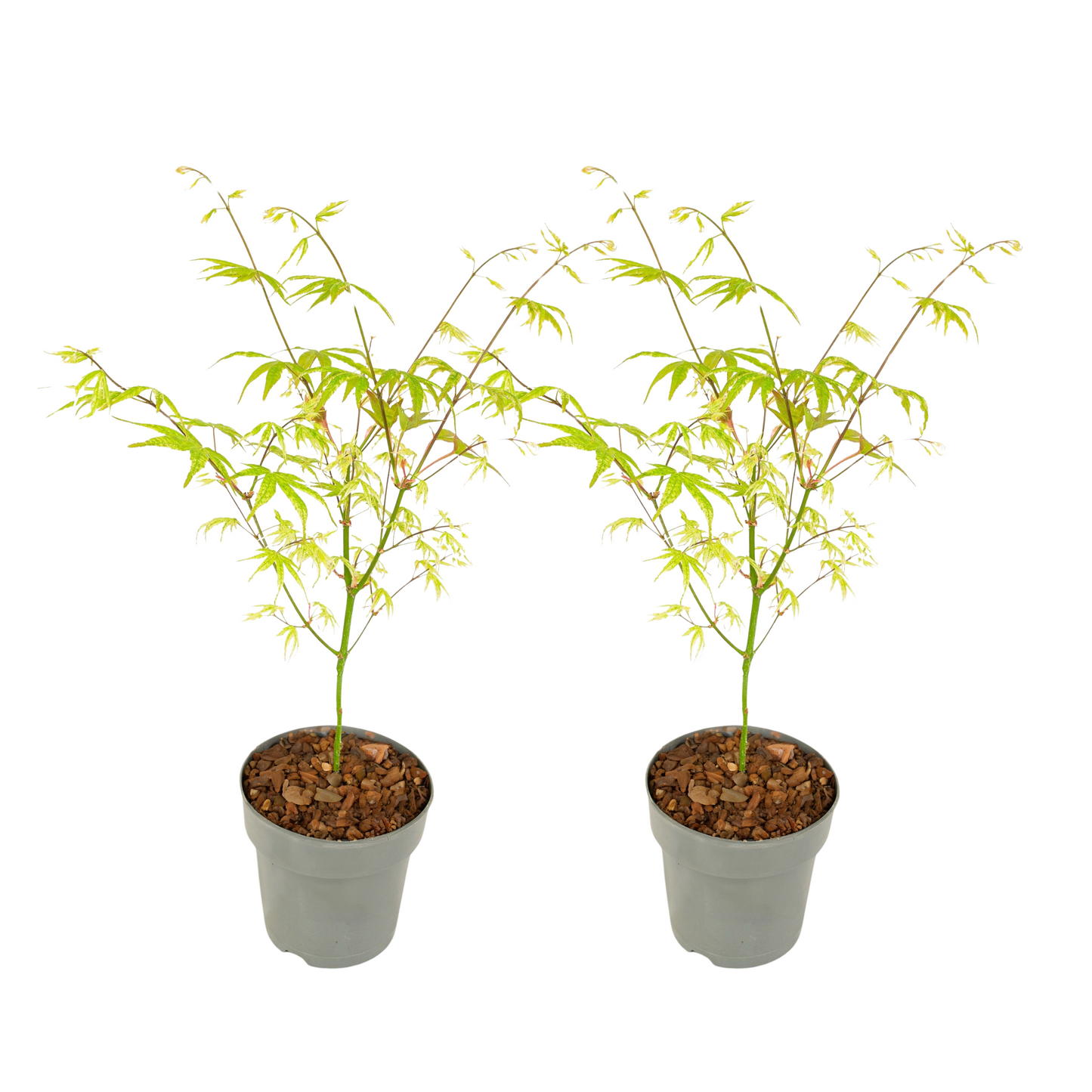 Japanese maple - 2 pcs. - Acer palmatum 'Ukigumo' - Height 35-55cm - ⌀15cm