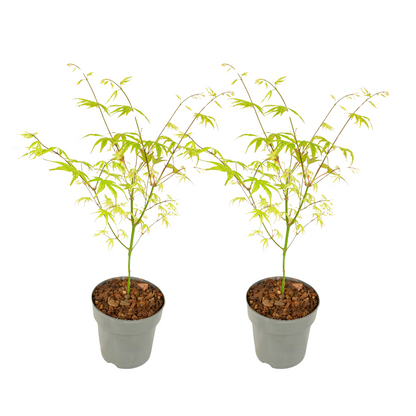 Japanese maple - 2 pcs. - Acer palmatum 'Ukigumo' - Height 35-55cm - ⌀15cm