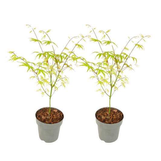 Japanese maple - 2 pcs. - Acer palmatum 'Ukigumo' - Height 35-55cm - ⌀15cm
