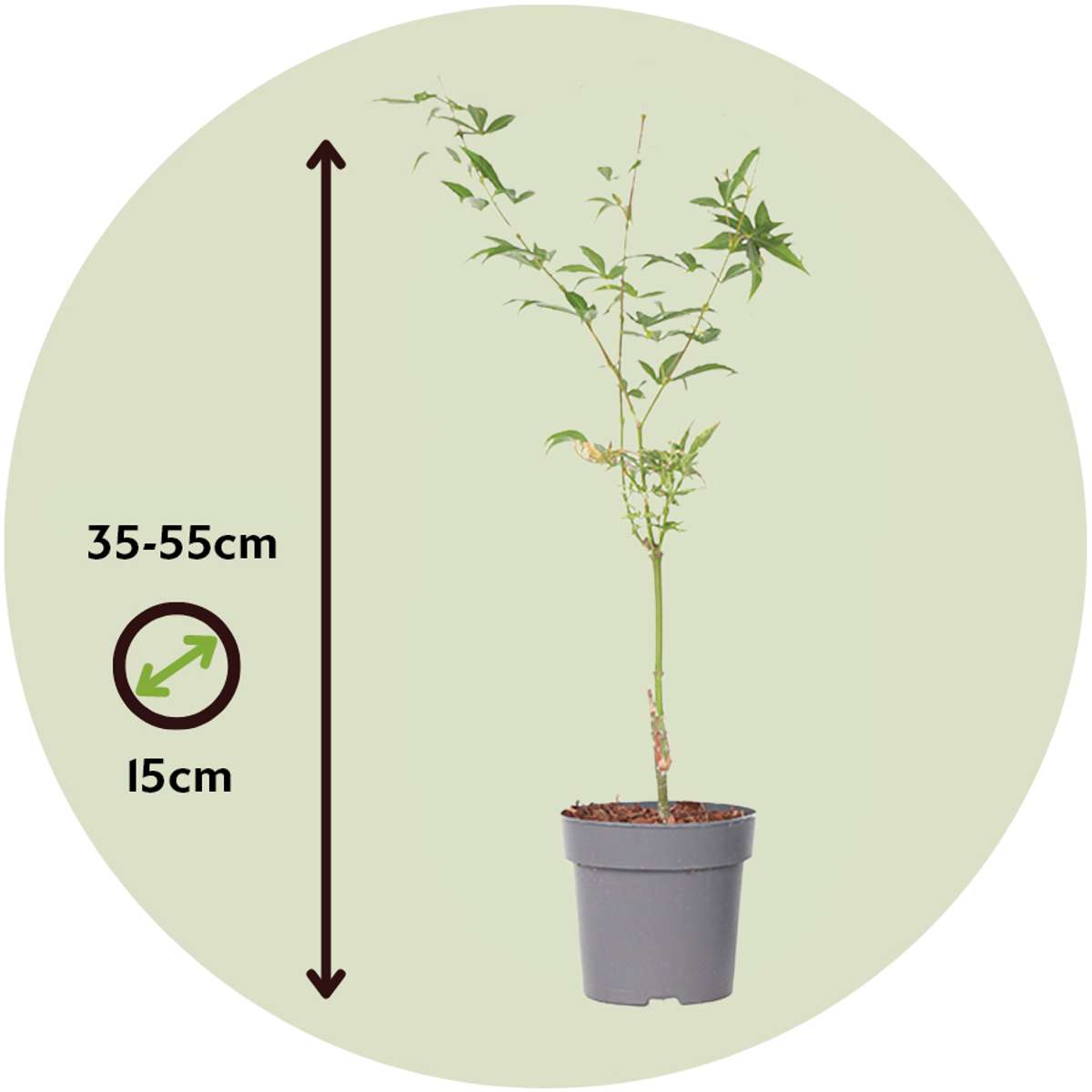 Japanese maple - 2 pcs. - Acer palmatum 'Ukigumo' - Height 35-55cm - ⌀15cm