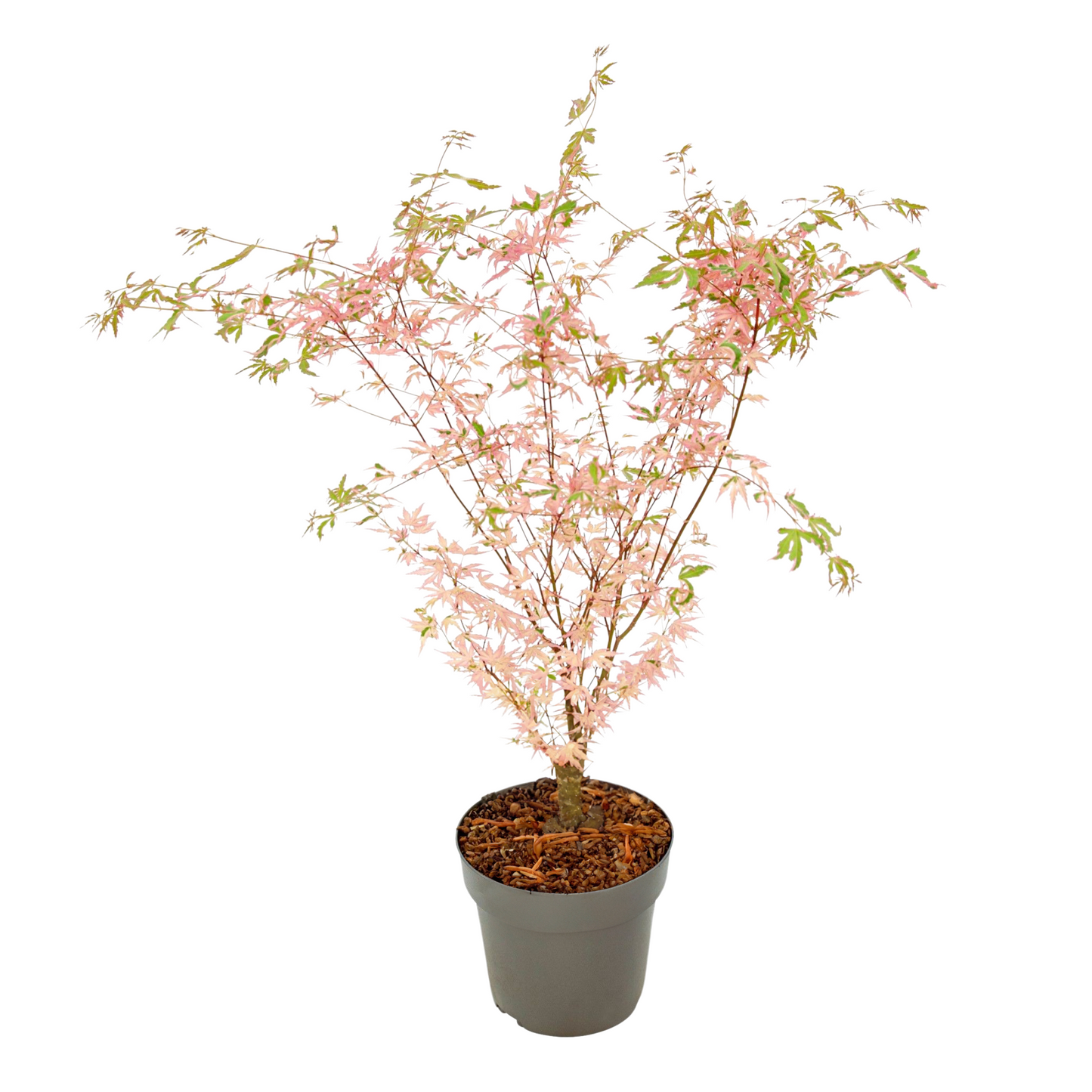 Japanese maple - Acer palmatum Taylor - Height 35-55cm - ⌀15cm