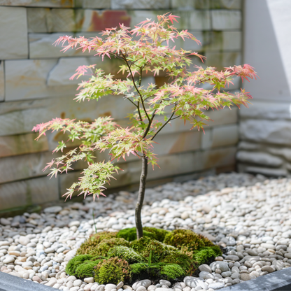Japanese maple - 2 pcs. - Acer Palmatum 'Taylor' - Height 35-55cm - ⌀15cm