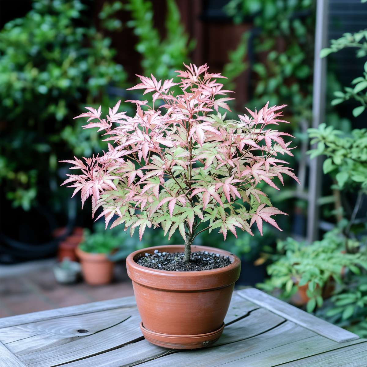 Japanese maple - 2 pcs. - Acer Palmatum 'Taylor' - Height 35-55cm - ⌀15cm