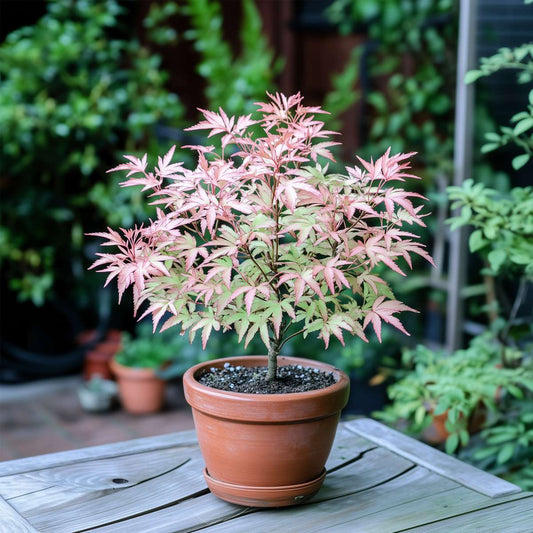 Japanese maple - 2 pcs. - Acer Palmatum 'Taylor' - Height 35-55cm - ⌀15cm
