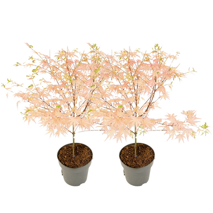 Japanese maple - 2 pcs. - Acer Palmatum 'Taylor' - Height 35-55cm - ⌀15cm