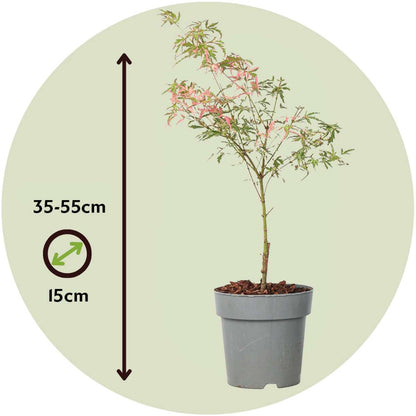 Japanese maple - 2 pcs. - Acer Palmatum 'Taylor' - Height 35-55cm - ⌀15cm
