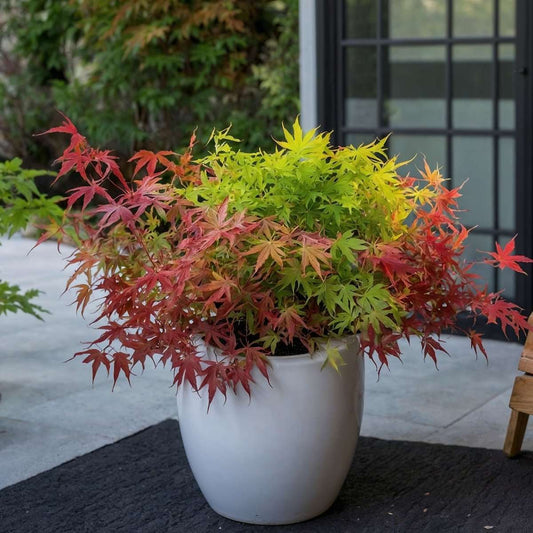 Japanese maple - 2 pcs. - Acer palmatum 'Festival' - Height 60-70cm - ⌀19cm
