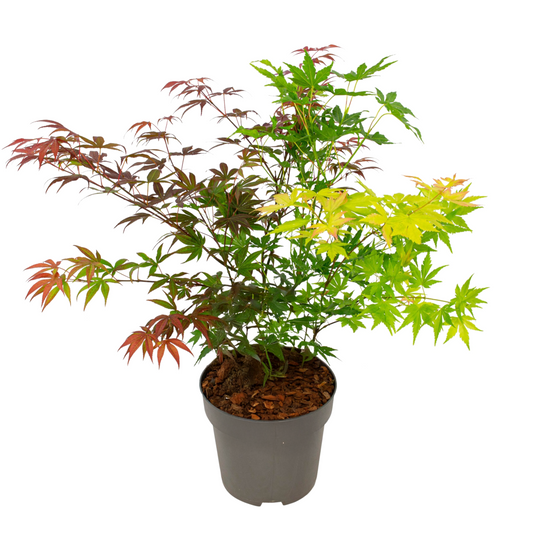 Japanese maple - Acer palmatum 'Festival' - Height 60-70cm - ⌀19cm